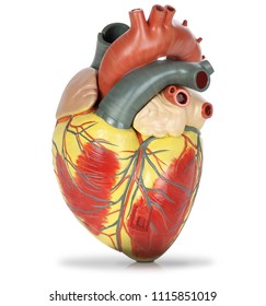 Human Heart Plastic Model Isolated