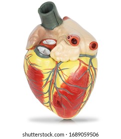 Human Heart Plastic Model Isolated