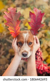 human hends holds autumn leaves near the brittany dog ears - Shutterstock ID 1806442693