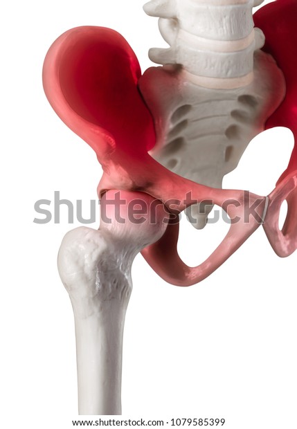 Human hip joint lateral view red highlight on Hip- Pelvis- Socket joint