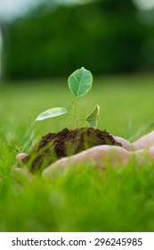 Human is holding a small green plant with soil in it's hands over the green grass background