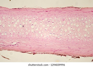 Human Hyaline Cartilage Section Under The Microscope.