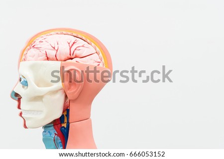 Human Internal organs dummy on white background. Closed-up.