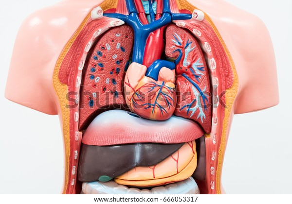 白い背景に人間の内臓ダミー クローズアップ の写真素材 今すぐ編集