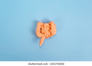 human intestine model on background, education knowledge concept , health issue - Shutterstock ID 2231734503