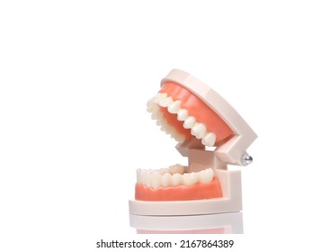 Human Jaw Model Isolated On White Stock Photo 2167864389 | Shutterstock