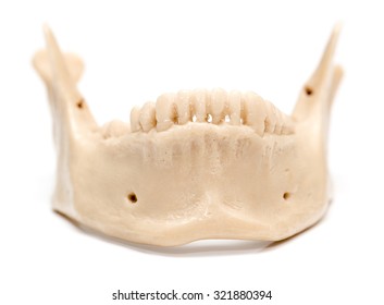 human jaw on a white background