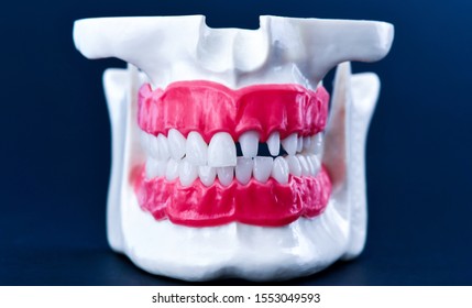 Human Jaw Teeth Gums Anatomy Model Stock Photo (Edit Now) 1553054792