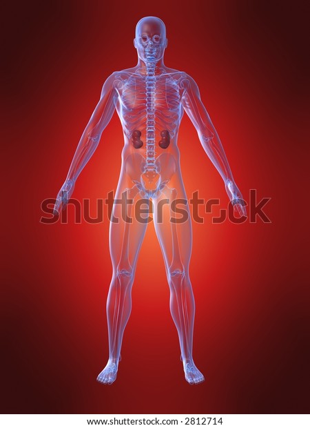 Human Kidney Stock Photo (Edit Now) 2812714