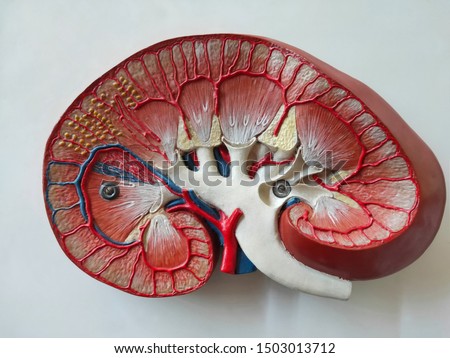 Human Kidney Model shows longitudinal section of right kidney. Stock photo © 