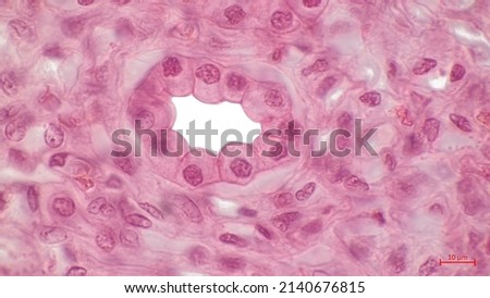 Human kidney tissue, light micrograph. Haematoxylin and eosin stain. The cuboidal epithelium of the renal tubules consists of a single layer of cuboid cells. 