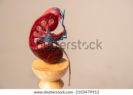 human kidney for visual demonstration, right view
