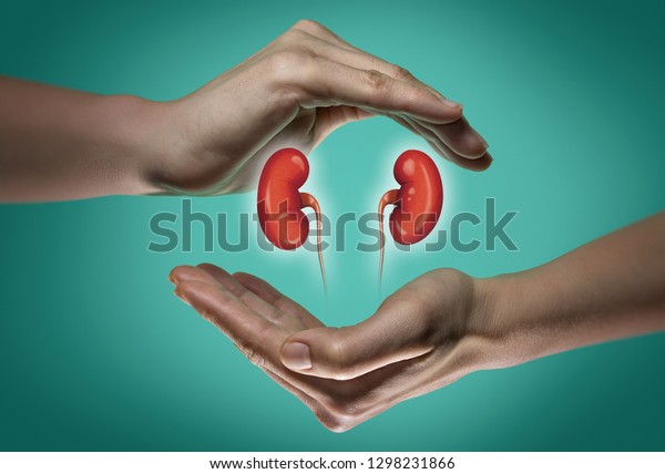 A human\
kidneys between two palms of a woman on  blue and green background.\
The concept of a healthy\
kidneys.