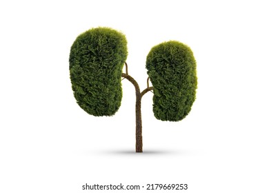 Human Kidneys Model Made Of Trees With Green Leaves On White Background. Health Care Concept