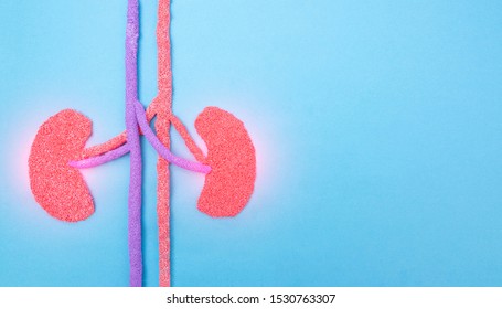 Human kidneys on a blue background. Human kidney disease concept, pyelonephritis, kidney stones, infection, copy space