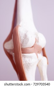 Human knee joint meniscus medical teaching model showing bones and anterior cruciate ligaments tendons.