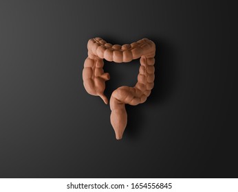 A Human Large Intestine. Part Of Anatomy Human Body Model With Organ System.