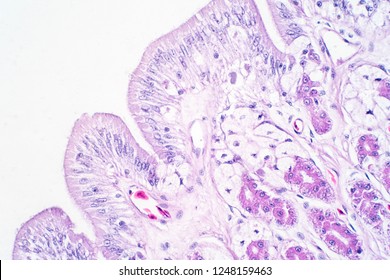 Human large intestine tissue under microscope view. Histological for human physiology.