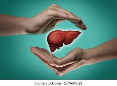 A human liver between two palms of a woman on  blue and green background. The concept of a healthy liver.