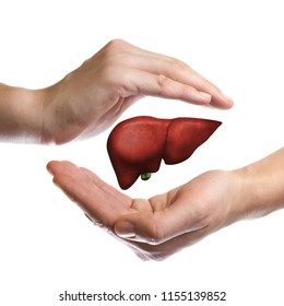 A human liver between two palms of a woman on  white isolated background. The concept of a healthy liver.