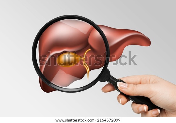 Human
liver disease, diagnosis and liver treatment. Doctor showing liver
anatomical model for treatment hepatitis,
cancer