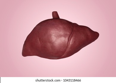 Liver Anatomy Images, Stock Photos & Vectors | Shutterstock