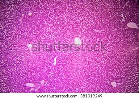 Human liver tissue under microscope