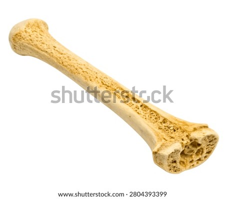 Human Long Bone Cross Section Anatomy Isolated on White Background