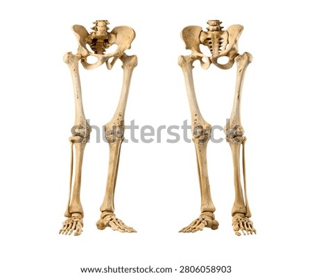 Human Lower Leg Skeleton Bones Isolated on White