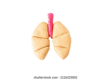 Human Lungs Made Of Modeling Clay Isolated On White Background