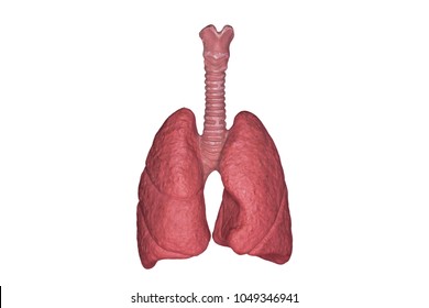 6,926 Lungs tissue Images, Stock Photos & Vectors | Shutterstock