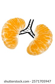 the human lungs using two halves of orange. the orange resemble the lobes of the lungs, and the drawn black line connecting them symbolizes the trachea or windpipe. concept for healthy lungs.