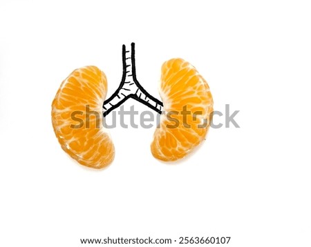 the human lungs using two halves of orange. the orange resemble the lobes of the lungs, and the drawn black line connecting them symbolizes the trachea or windpipe. concept for healthy lungs.