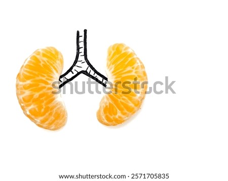 the human lungs using two halves of orange. the orange resemble the lobes of the lungs, and the drawn black line connecting them symbolizes the trachea or windpipe. concept for healthy lungs.
