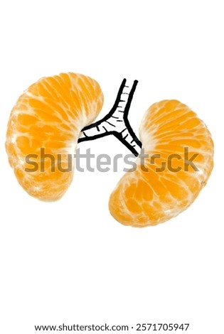 the human lungs using two halves of orange. the orange resemble the lobes of the lungs, and the drawn black line connecting them symbolizes the trachea or windpipe. concept for healthy lungs.