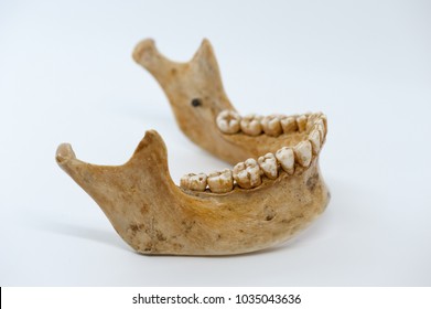 Human Mandible Bone