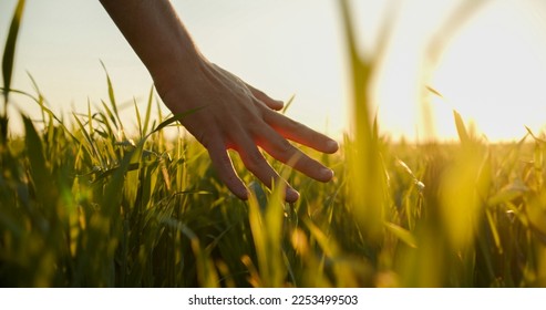 Human  man's hand moving through green field of the grass. Male hand touching a young  wheat  in the wheat field while sunset.   Boy's hand touching wheat during sunset. - Shutterstock ID 2253499503