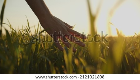 Human  man's hand moving through green field of the grass. Male hand touching a young  wheat  in the wheat field while sunset.   Boy's hand touching wheat during sunset. Foto stock © 