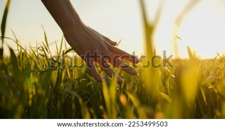 Human  man's hand moving through green field of the grass. Male hand touching a young  wheat  in the wheat field while sunset.   Boy's hand touching wheat during sunset.