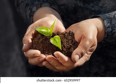 Human Mature Hands Are Holding Young Plant With Soil. To Preserve The Environment Of Reforestation,personal Growth 
