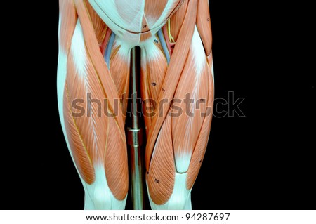 human muscle