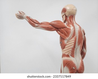 human muscular and skeletal anatomy model