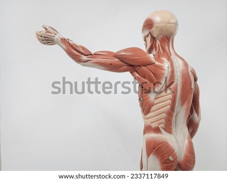 human muscular and skeletal anatomy model