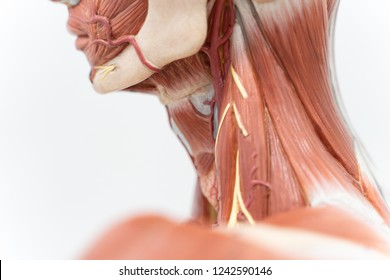 Human neck muscle for the education