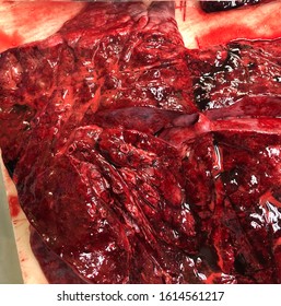 Human Organ Lung Cut Half