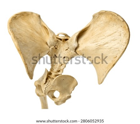 Human pelvic bone anatomical structure isolated on white background