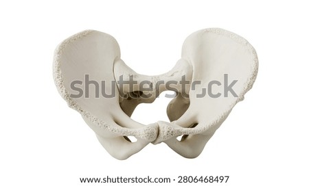 Human pelvic bone structure anatomical model