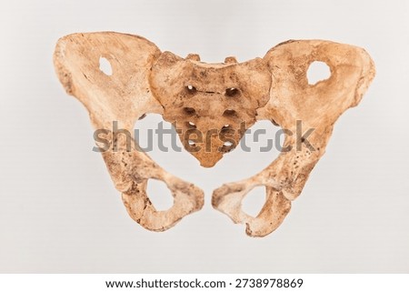 Human pelvic bone structure essential for anatomy education, medical research, and osteology studies on a white background