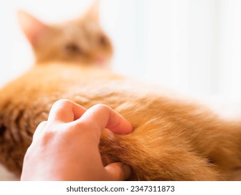 Human petting fluffy tabby ginger kitten with soft fur touch gentle massage butt scratch awaken sleepy female cat turn back look at camera. Bum pat care of pets with hand and finger Close up look 