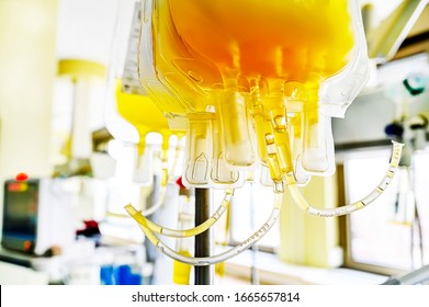 Human plasma for covid-19 patients treatment. Close up image of yellow blood product in plastic transfer bags.